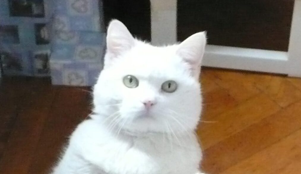 Remembering Molly