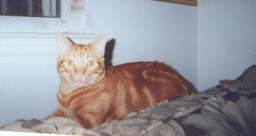 Mr. Peaches